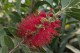 Kuflik CYTRYNOWY Callistemon citrinus czerwony