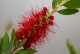 Kuflik CYTRYNOWY Callistemon citrinus czerwony