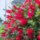 Kuflik CYTRYNOWY Callistemon citrinus czerwony