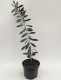 Kuflik CYTRYNOWY Callistemon citrinus czerwony