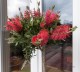 Kuflik CYTRYNOWY Callistemon citrinus czerwony