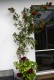 Kuflik CYTRYNOWY Callistemon citrinus czerwony