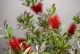 Kuflik CYTRYNOWY Callistemon citrinus czerwony