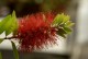 Kuflik CYTRYNOWY Callistemon citrinus czerwony