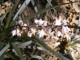 Konwalnik płaskopędowy NIGER - czarna trawa ozdobna ophiopogon
