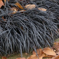 Konwalnik płaskopędowy NIGER - czarna trawa ozdobna ophiopogon