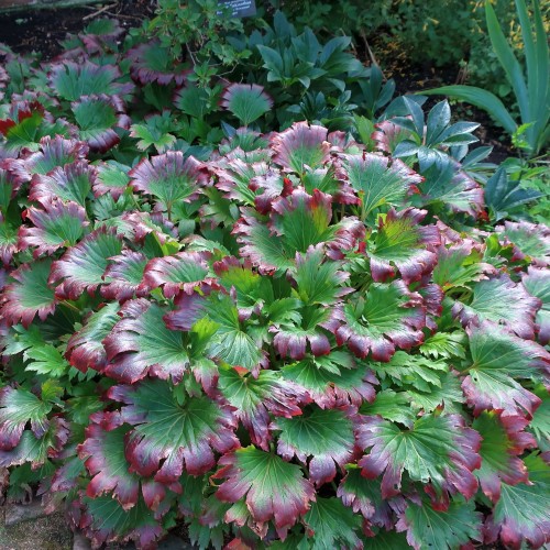 Mukdenia Rossa Karasuba CRIMSON FANS - rzadko spotykana