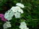 Floks wiechowaty FLAME WHITE - płomyk biały