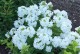 Floks wiechowaty FLAME WHITE - płomyk biały