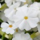 Floks wiechowaty FLAME WHITE - płomyk biały
