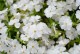 Floks wiechowaty FLAME WHITE - płomyk biały