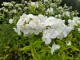 Floks wiechowaty FLAME WHITE - płomyk biały