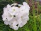 Floks wiechowaty FLAME WHITE - płomyk biały