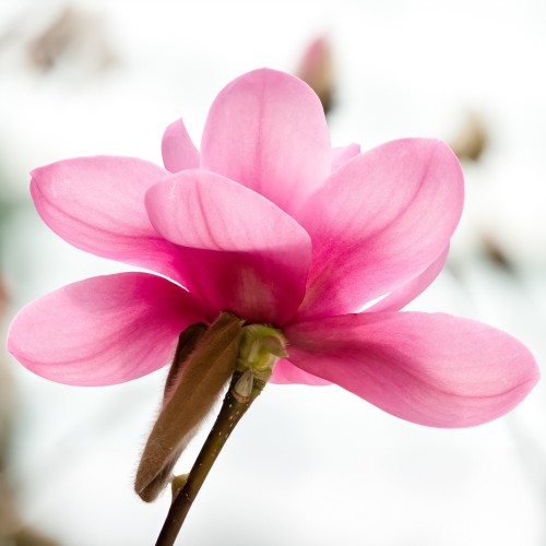 Magnolia Soulangeana CAMEO różowa - drzewo, krzew sadzonka