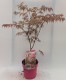 Klon palmowy japoński EXTRAVAGANZA - acer palmatum