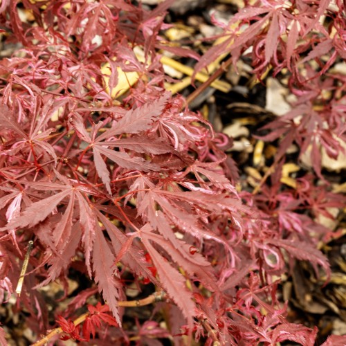 Klon palmowy japoński EXTRAVAGANZA - acer palmatum