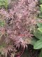 Klon palmowy japoński EXTRAVAGANZA - acer palmatum