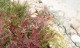 Klon palmowy japoński EXTRAVAGANZA - acer palmatum
