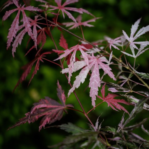 Klon palmowy japoński EXTRAVAGANZA - acer palmatum