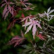 Klon palmowy japoński EXTRAVAGANZA - acer palmatum