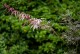 Klon palmowy japoński EXTRAVAGANZA - acer palmatum