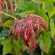 Klon palmowy japoński EXTRAVAGANZA - acer palmatum