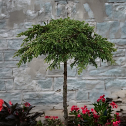 Jałowiec NA PNIU szczepiony GREEN CARPET