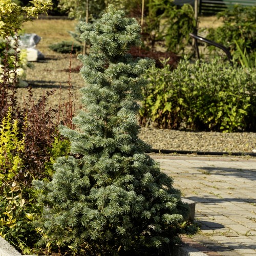 Jodła kalifornijska, jednobarwna COMPACTA abies concolor