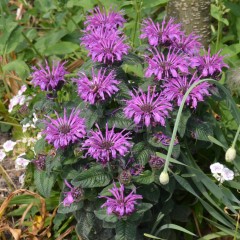 Pysznogłówka ogrodowa, bergamotka LEADING LADY PLUM - karłowa sadzonki
