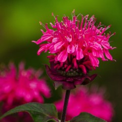 Pysznogłówka ogrodowa, bergamotka PARDON MY ROSE - karłowa sadzonki