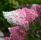 Hortensja NA PNIU bukietowa VANILLE FRAISE drzewo - truskawkowa sadzonki