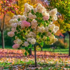 Hortensja NA PNIU bukietowa VANILLE FRAISE drzewo - truskawkowa sadzonki