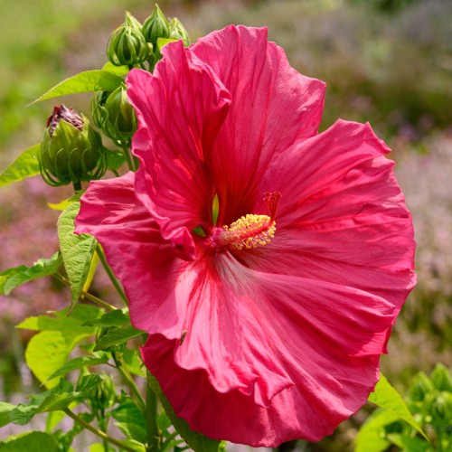 Hibiskus bagienny, bylinowy, błotny czerwony NIPPON RED - sadzonka