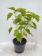 Hibiskus bagienny, bylinowy, błotny czerwony NIPPON RED - sadzonka