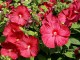 Hibiskus bagienny, bylinowy, błotny czerwony NIPPON RED - sadzonka