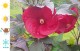 Hibiskus bagienny, bylinowy, błotny czerwony NIPPON RED - sadzonka