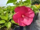 Hibiskus bagienny, bylinowy, błotny czerwony NIPPON RED - sadzonka