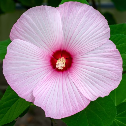Hibiskus bagienny, bylinowy, błotny KOPPER KING - sadzonka