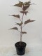 Hibiskus bagienny, bylinowy, błotny KOPPER KING - sadzonka