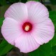 Hibiskus bagienny, bylinowy, błotny KOPPER KING - sadzonka