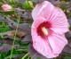 Hibiskus bagienny, bylinowy, błotny KOPPER KING - sadzonka