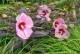 Hibiskus bagienny, bylinowy, błotny KOPPER KING - sadzonka