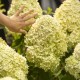 Hortensja NA PNIU bukietowa LIMELIGHT drzewo - sadzonki