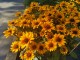 Rudbekia wieloletnia rudbeckia Little Beckia PIROUETTE - nowa odmiana