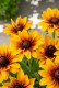 Rudbekia wieloletnia rudbeckia Little Beckia PIROUETTE - nowa odmiana