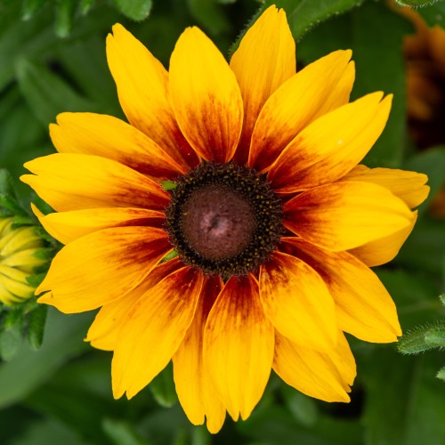 Rudbekia wieloletnia rudbeckia Little Beckia PIROUETTE - nowa odmiana