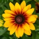 Rudbekia wieloletnia rudbeckia Little Beckia PIROUETTE - nowa odmiana
