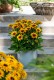 Rudbekia wieloletnia rudbeckia Little Beckia PIROUETTE - nowa odmiana