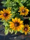 Rudbekia wieloletnia rudbeckia Little Beckia PIROUETTE - nowa odmiana