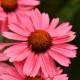 Jeżówka różowa MEDITATION CERISE miniaturowa - sadzonka